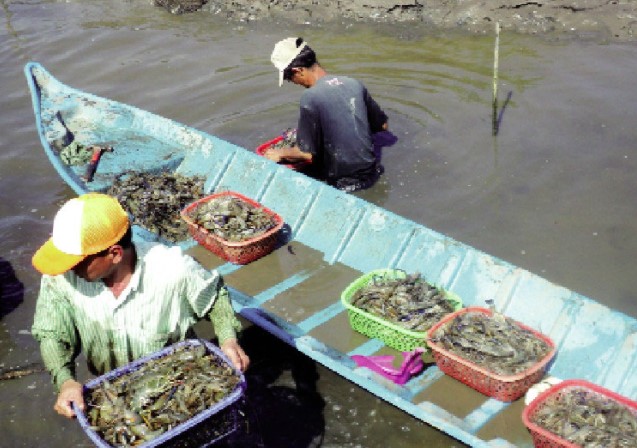 nuôi tôm tại việt nam